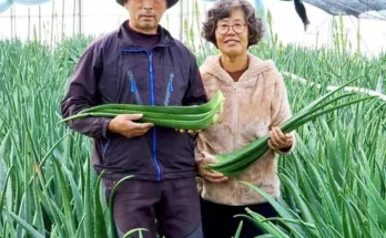 매력적인 신제품 알로에 사용자 만족 보장